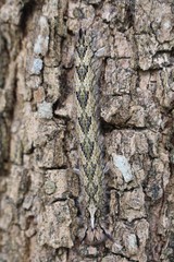 Animal,  the caterpillar is clinging on big tree,   its body has strange design.  Thai people call NON-BUNG.