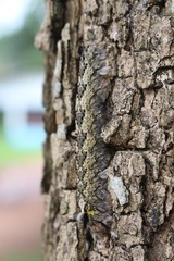 Animal,  the caterpillar is clinging on big tree,   its body has strange design.  Thai people call NON-BUNG.