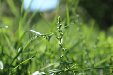 grass