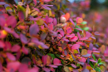 Colors of autumn, mountain cranberry, cowberry leaves