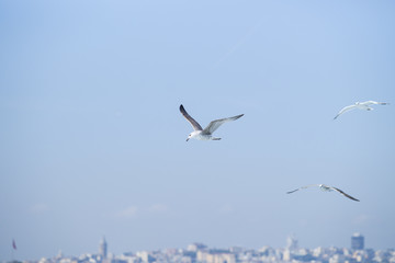 Seagull Bird