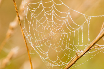 Light drops of dew on a beautiful web in the summer in a fog at dawn