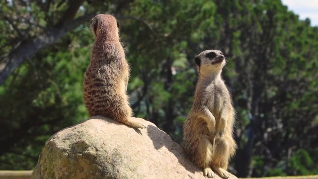 Two Meerkats watch for danger.