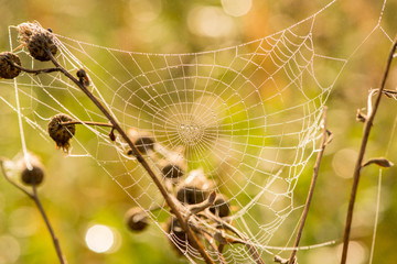 Light drops of dew on a beautiful web in the summer in a fog at dawn
