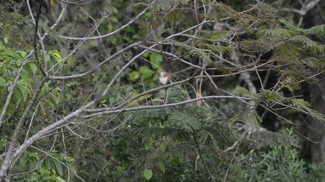 Scene of a Striped Cuckoo perched on branch. He looks around and sings.