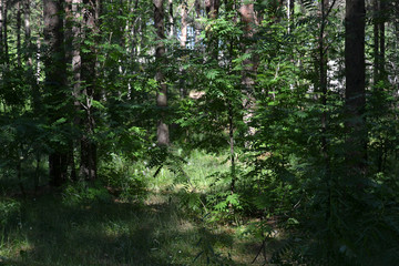 summer landscapes with pine trees