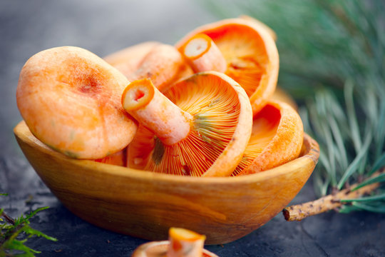Raw wild Saffron milk cap mushrooms on dark old rustic background. Lactarius deliciosus. Rovellons, Niscalos. Organic fresh mushrooms closeup on a table