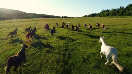 A lot of horses run in a big green field during sunset.