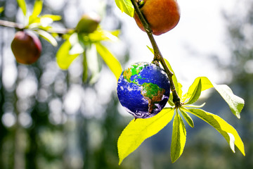 plant planet © Fabio Zampirão