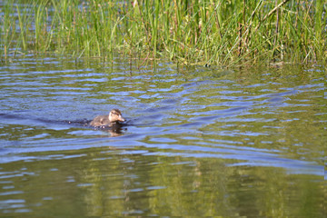 feathered ducks in the pond