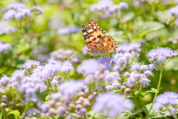 ツマグロヒョウモン