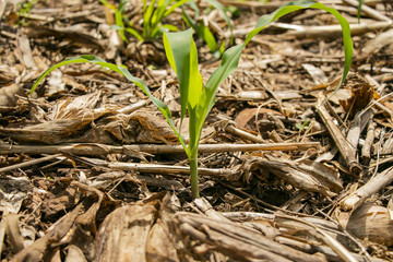 young sprouts of onions