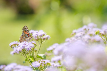 ツマグロヒョウモン