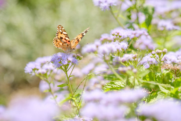 ツマグロヒョウモン