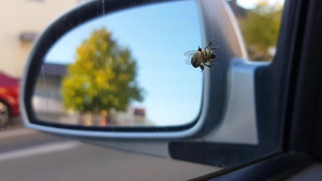 Bee walking disoriented on frontal car window in neighborhood.