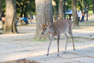 奈良公園の鹿