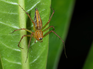 Macro Photo of Jumping Spider on Green Leaf