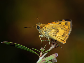 Macro Photo of Yellow Moth on Twig of Plant