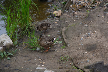 feathered ducks in the pond