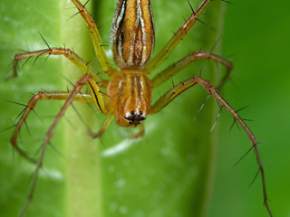 Macro Photo of Jumping Spider on Green Leaf