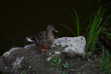 feathered ducks in the pond