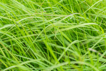 A natural green grass texture background with wind blow.