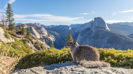 Kalifornischer Ziesel auf dem Glacier Point im Yosemite National Park - Yosemite Valley, Mariposa...