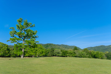 奈良公園の飛火野の景色