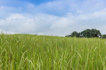 A natural green grass texture background with sky.