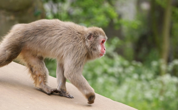 The large image of a small brown monkey