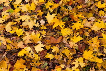 Dry autumn maple leaves on green lawn