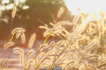 grass and sun light