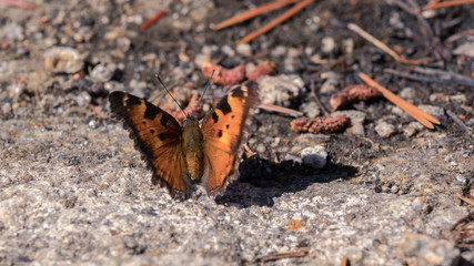Schmetterling (Butterfly) am Tenaya Lake