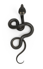 Fototapeta premium Ilustracja 3D Kobra królewska Najdłuższy jadowity wąż świata na białym tle, Kobra królewska ze ścieżką przycinającą