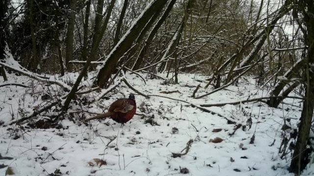 Cock ring neck male Pheasant (Phasianus Colchicus) in a forest with Snow in winter. Pheasant is a game bird in the Phasianidae family. Documentary Nature and Wildlife Video.