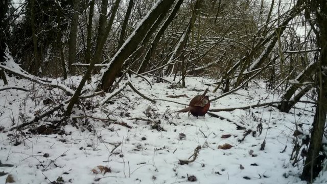 Cock ring neck male Pheasant (Phasianus Colchicus) in a forest with Snow in winter. Pheasant is a game bird in the Phasianidae family. Documentary Nature and Wildlife Video.