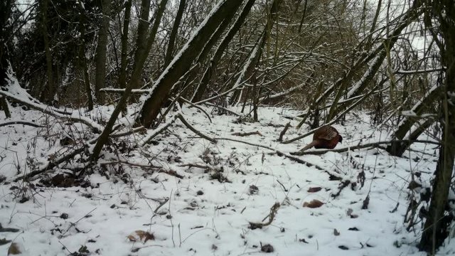 Cock ring neck male Pheasant (Phasianus Colchicus) in a forest with Snow in winter. Pheasant is a game bird in the Phasianidae family. Documentary Nature and Wildlife Video.