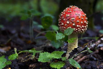 Beautiful mushroom in the forest. Amanita Muscaria, poisonous mushroom. Natural composition