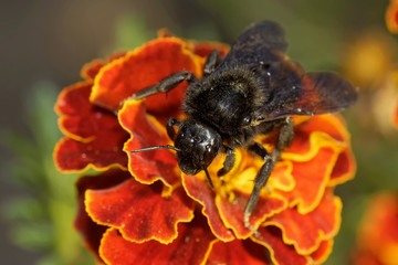Felsen-Kuckuckshummel