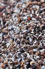 shells on the beach