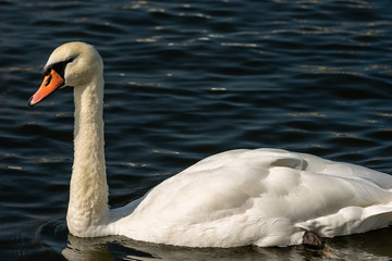 Mute Swan swim on a Dark Blue Lake