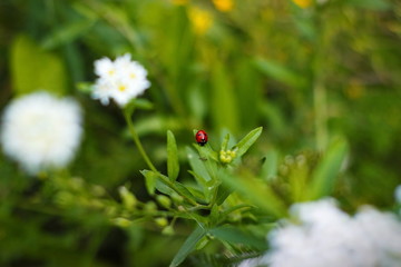 ladybug and ant on green leaf