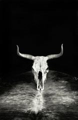 Western Cow Skull in black and white.