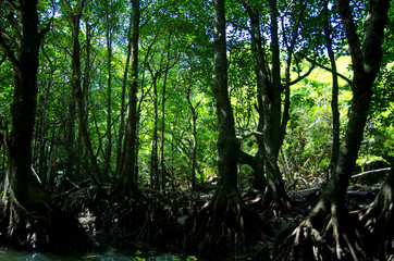 rain forest / 西表島のマングローブ。カヌーの上から。
