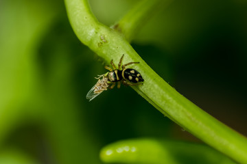araña cazando un insecto 