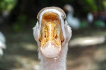 Beak Of Duck