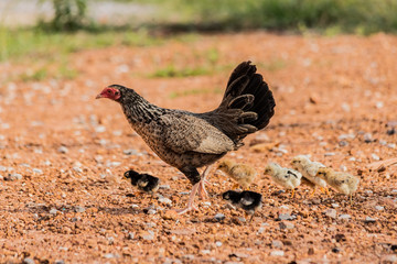 Hen with baby chickens chicks standing/hidding together on a farm