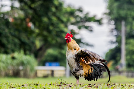 rooster or chicken on traditional free range poultry farm