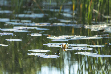 White water lily in a pond. Nymphaea alba. Beautiful white water lily