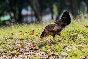 Hen with baby chickens chicks standing/hidding together on a farm